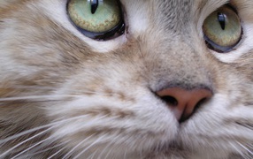 Maine Coon cat close-up