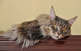 Maine Coon cat is bored