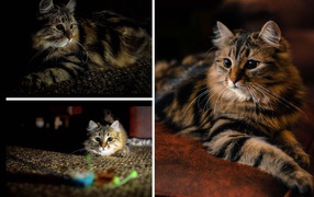 Photo collage of Siberian cat