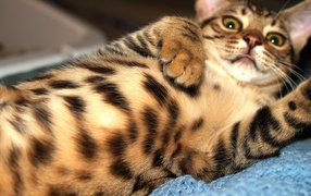 Playful Bengal cat