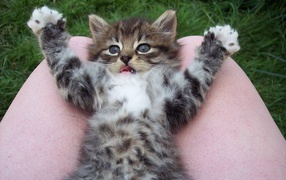Playful little cat on knees