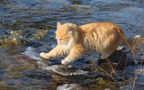 Рыжий кот переходит через речку