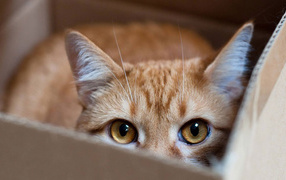 Red Cat hiding in a box