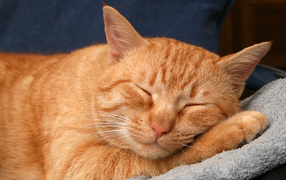 Рыжий кот сладко спит