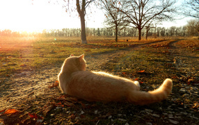 Рыжий кот лежит на дороге осенью