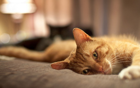 Рыжий кот расслабляется на кровати