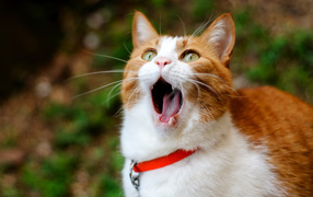 Red Cat with open mouth