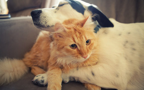 Рыжий кот и пёс