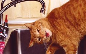 Рыжий смешной кот пьёт воду