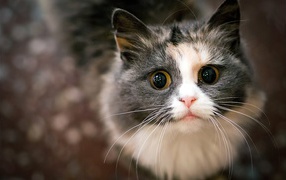 Испуганный кот с огромным глазами