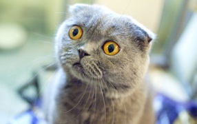 Scottish Fold cat in shock