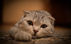 Scottish Fold cat on carpet