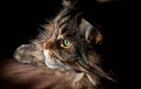 Serious Maine coon cat with green eyes