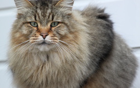 Serious adult Maine Coon cat