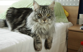 Serious beautiful Maine Coon cat lying on the bed