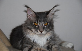 Serious beautiful Maine Coon cat with brown eyes