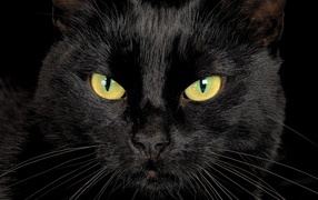 Serious black cat closeup