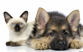 Siamese cat and dog posing