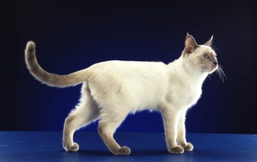 Siamese cat posing on a blue background