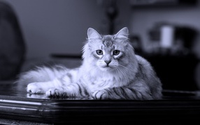 Siberian cat on the table