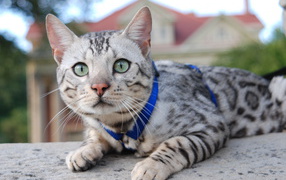 Silver Bengal cat in the yard