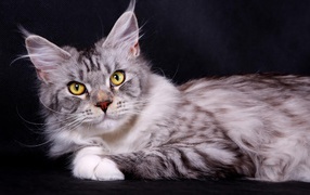 Silver Maine Coon cat on a dark background