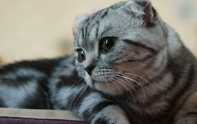 Silver beautiful Scottish Fold cat
