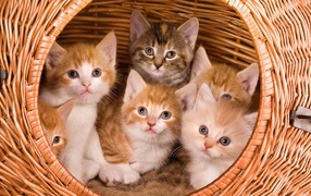 Six pairs of eyes were peering out of the basket