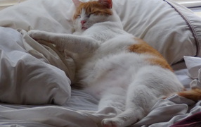 Спящий толстый котик