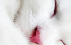 Спящий белый кот крупным планом