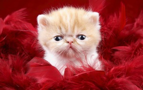 Small Persian cat in red feathers