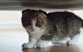Small Scottish Fold cat under the bed