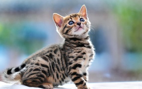 Маленький красивый бенгальский кот что-то увидел