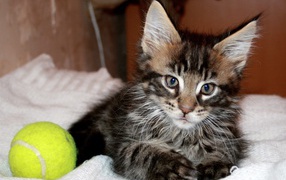 Маленький красивый кот мейн-кун с мячом