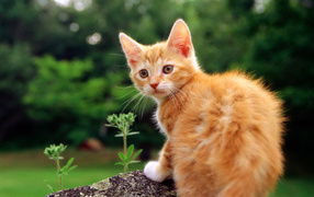 Маленький красивый рыжий кот на камне