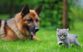 Small cat and a large dog, the first steps