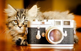 Маленький кот с фотоаппаратом