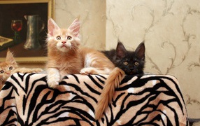Маленькие коты мейн-кун куда-то смотрят лёжа на кровати