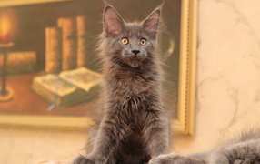 Small gray playful cat maine coon