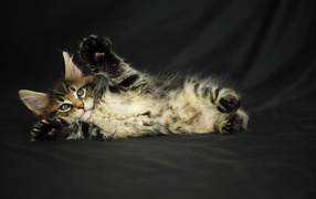 Small playful Maine coon cat on a black background