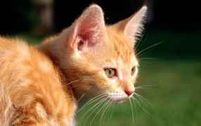 Маленький рыжий кот на природе