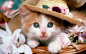 Маленький рыжий кот в шляпе