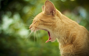 Маленький рыжий кот зевает