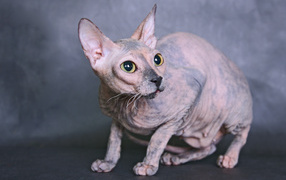 Sphinx cat on gray background