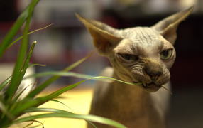 Sphynx cat eats plant