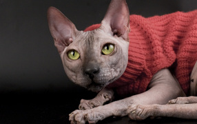 Кот сфинкс в свитере