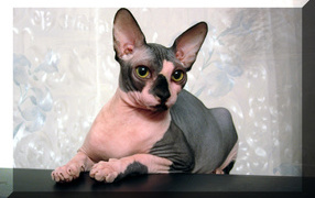 Sphynx cat resting on the table