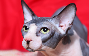 Sphynx cat with green eyes on a red background