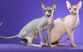 Коты сфинкс на фиолетовом фоне