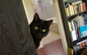 Suspicious black cat